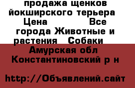 продажа щенков йокширского терьера › Цена ­ 25 000 - Все города Животные и растения » Собаки   . Амурская обл.,Константиновский р-н